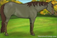Horse Color:Liver Red Dun 