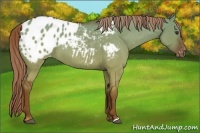 Horse Color:Red Dun Roan Appaloosa 
