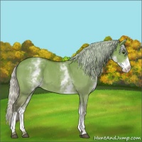 Horse Color:White Spotted Silver Bay Dun
