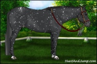 Horse Color:Black Appaloosa