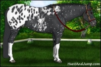 Horse Color:Black Appaloosa 