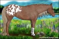 Horse Color:Chestnut Appaloosa 