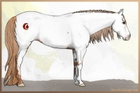 Horse Color:Chestnut Appaloosa 