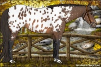 Horse Color:Buckskin Blanket 