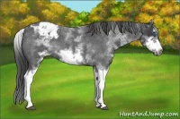 Horse Color:White Spotted Blue Roan Splash Frame Appaloosa