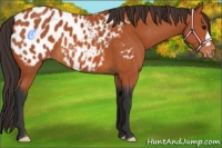 Horse Color:Bay Appaloosa