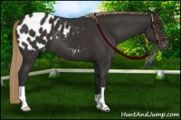 Horse Color:Liver Chestnut Appaloosa