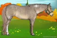 Horse Color:White Spotted Chocolate Palomino Roan Rabicano