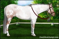 Horse Color:White Spotted Bay Roan