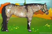 Horse Color:White Spotted Brown Dun