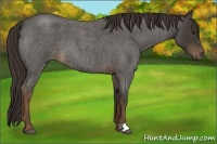 Horse Color:Liver Red Roan