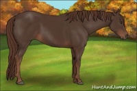 Horse Color:Liver Chestnut 