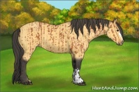 Horse Color:Bay and Buckskin