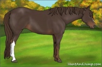 Horse Color:Liver Chestnut
