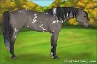 Horse Color:White Spotted Grullo Rabicano 