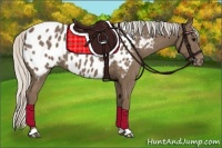 Horse Color:Silver Black Appaloosa 
