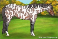 Horse Color:Bay Roan Appaloosa