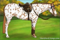 Horse Color:Chestnut Near Leopard 