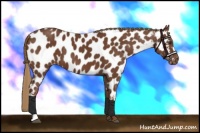 Horse Color:Chestnut Appaloosa