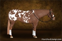 Horse Color:Chestnut Appaloosa 
