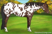 Horse Color:Bay Appaloosa