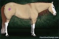 Horse Color:Red Dun Splash Rabicano 