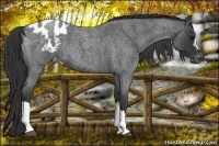 Horse Color:Blue Roan Appaloosa 