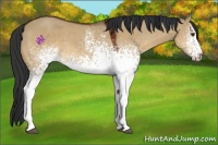 Horse Color:White Spotted Brown Dun 