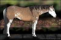 Horse Color:Brown Dun Sabino 