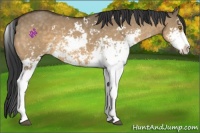Horse Color:Buckskin Dun Sabino 