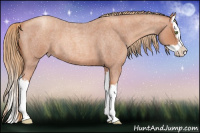 Horse Color:Gold Champagne Roan Splash 