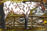 Horse Color:Brown Roan Near Leopard 