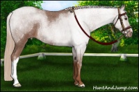 Horse Color:Red Roan 