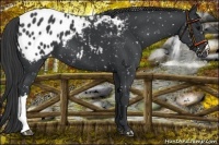 Horse Color:Black Appaloosa 