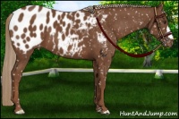 Horse Color:Chestnut Appaloosa
