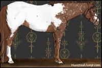 Horse Color:Chestnut Snowcap 
