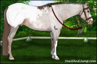 Horse Color:Liver Chestnut Snowcap 