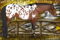Horse Color:Brown Appaloosa 