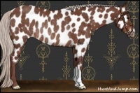 Horse Color:Chocolate Silver Bay Appaloosa Rabicano