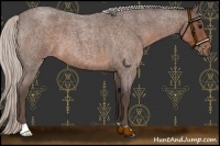 Horse Color:Silver Blue Roan 