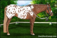 Horse Color:Chestnut Near Leopard 