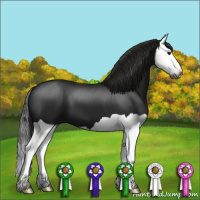 Horse Color:Gray Black Splash