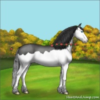 Horse Color:Smoky Black Splash