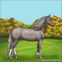 Horse Color:Silver Blue Roan