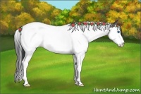 Horse Color:Grullo Splash Tobiano