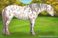 Horse Color:Amber Champagne Appaloosa  and Amber Champagne Appaloosa 