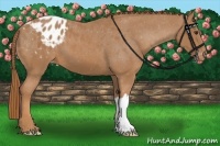 Horse Color:Chestnut Appaloosa