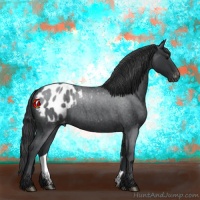 Horse Color:Blue Roan Appaloosa 