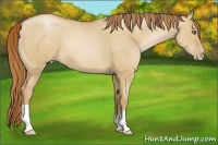 Horse Color:Red Dun Pearl
