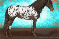 Horse Color:Liver Chestnut Appaloosa